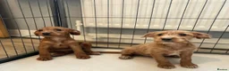 Jackapoo dogs for sale: Jackapoo Puppies Ready Now - Advert 10