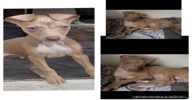 Italian Greyhound dogs - Advert 9