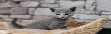 Russian Blue 3