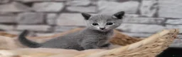Russian Blue cats for sale: Pure Russian Blue kittens for sale 💙  - Advert 22