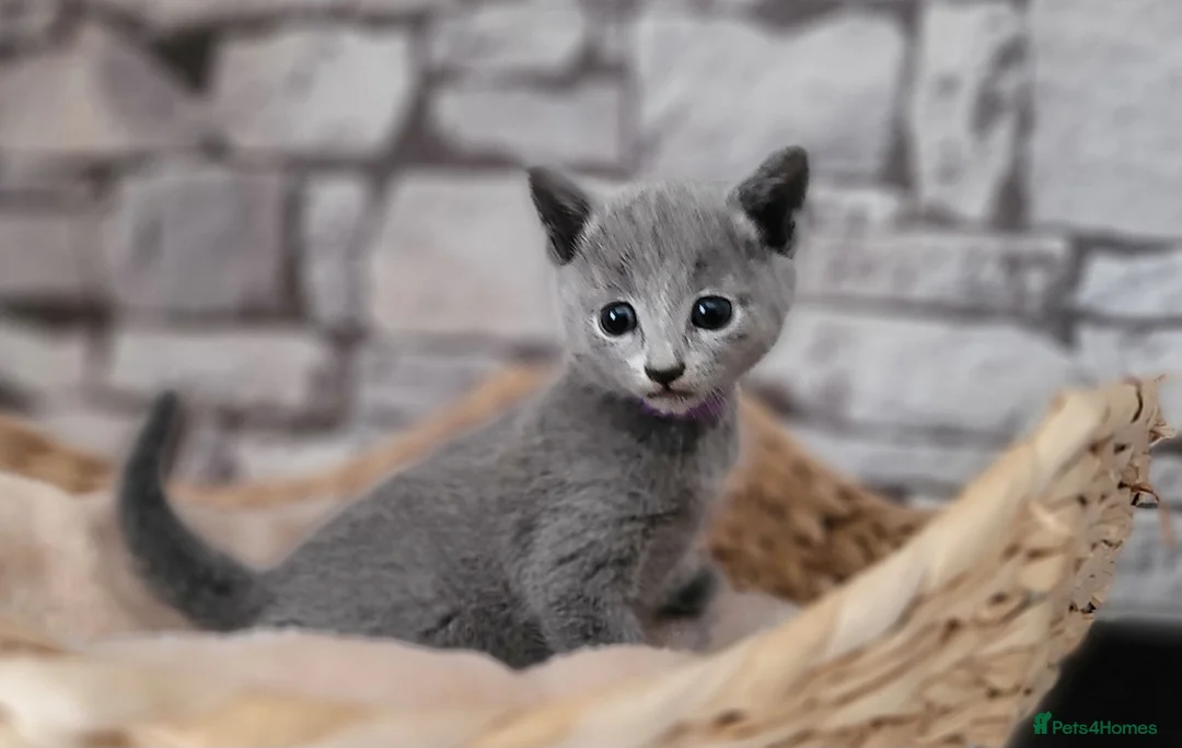 Russian Blue cats for sale: Pure Russian Blue kittens for sale 💙  - Advert 22