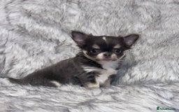 Chihuahua dogs for sale: KC REG LONGCOAT CHIHUAHUA HEALTH TESTED PARENTS  - Image 4