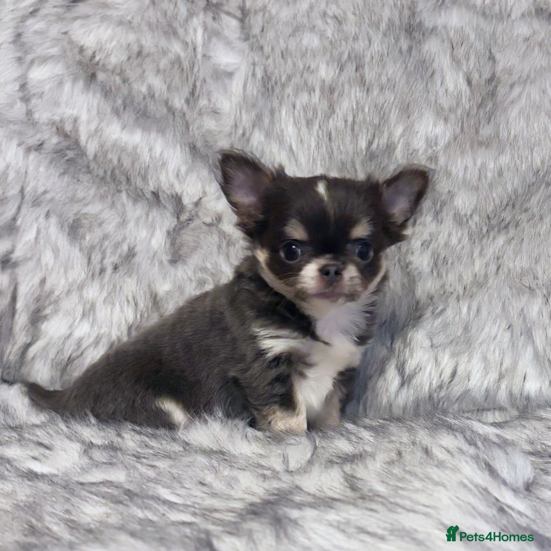 Chihuahua dogs for sale: KC REG LONGCOAT CHIHUAHUA HEALTH TESTED PARENTS  - Image 4