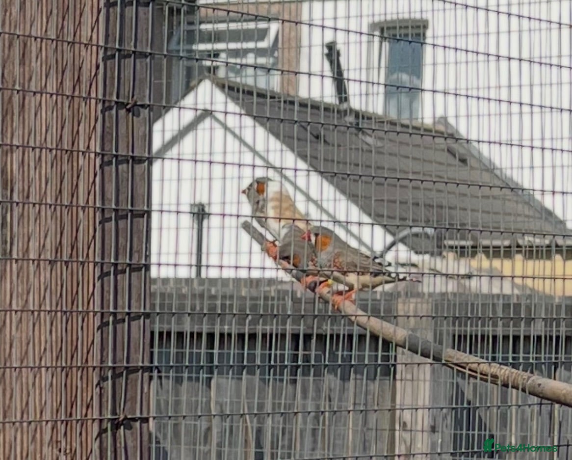 Finches birds Finches and x2 Quail - Advert 4