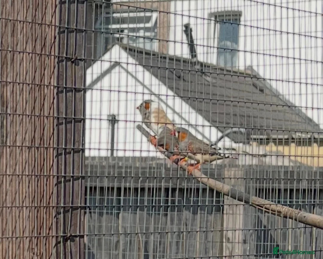 Finches birds for sale: Finches and x2 Quail - Advert 1