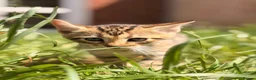 Bengal cats for sale: 🐆✨[REDUCED REDUCED!!!] LAST TWO – PURE BENGAL’S❤️ - Advert 17