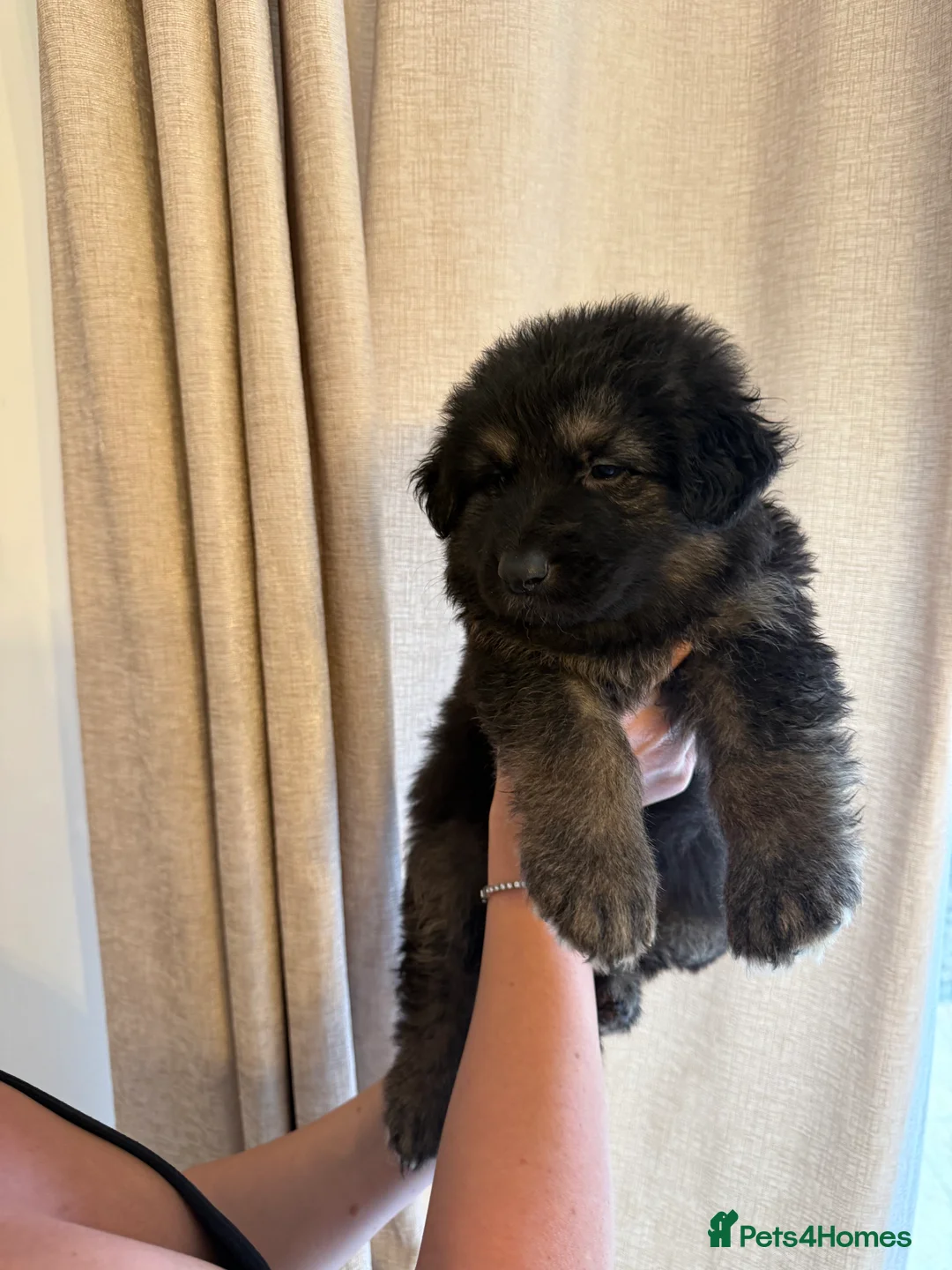 German Shepherd dogs for sale: German Shepherd Puppies - Advert 17