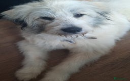 Mixed Breed dogs for adoption: Meet VICTOR - a superb big boy, for a Loving Home - Image 2