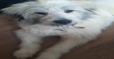 Mixed Breed dogs - Advert 2