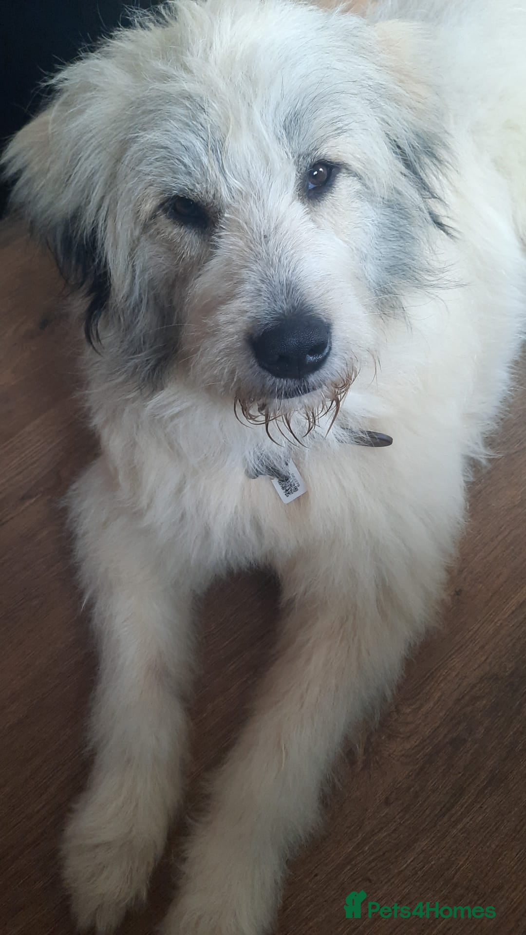 Mixed Breed dogs for adoption: Meet VICTOR - a superb big boy, for a Loving Home - Image 2