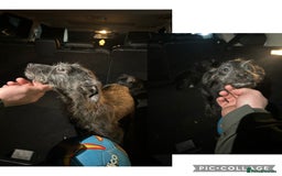 Lurcher dogs for sale: Lurcher pups - Advert 4