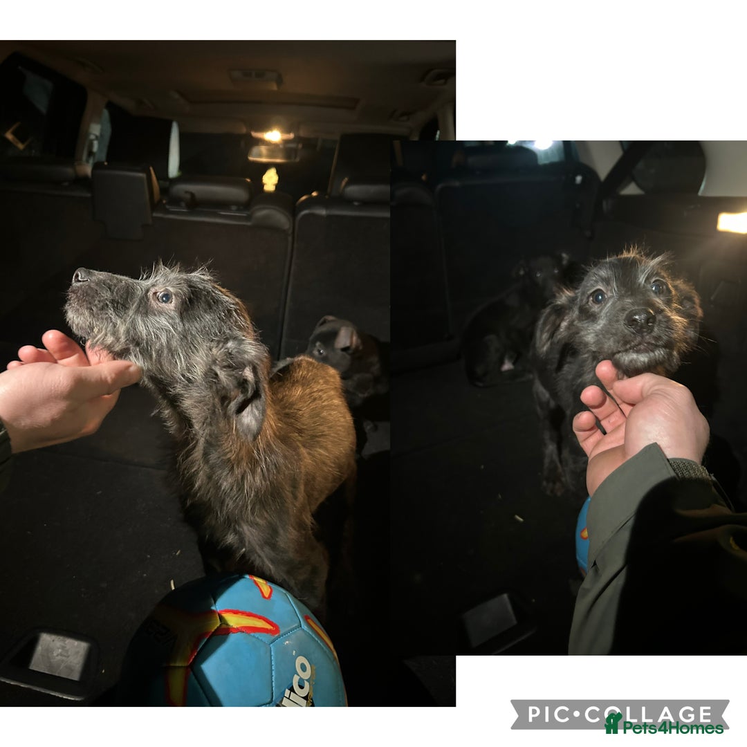 Lurcher dogs for sale: Lurcher pups - Advert 4