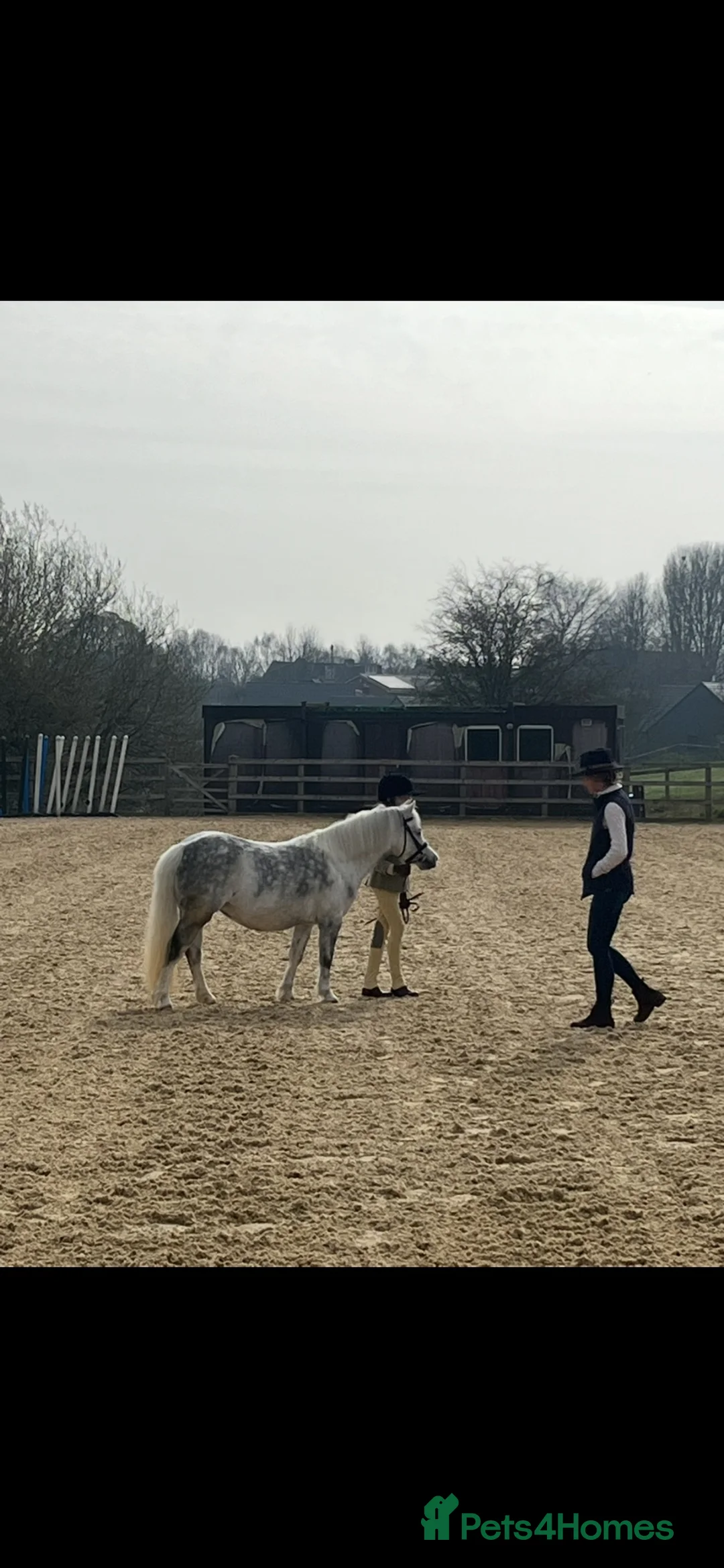 Welsh Section A horses for sale: Fortrose clementine  - Advert 2