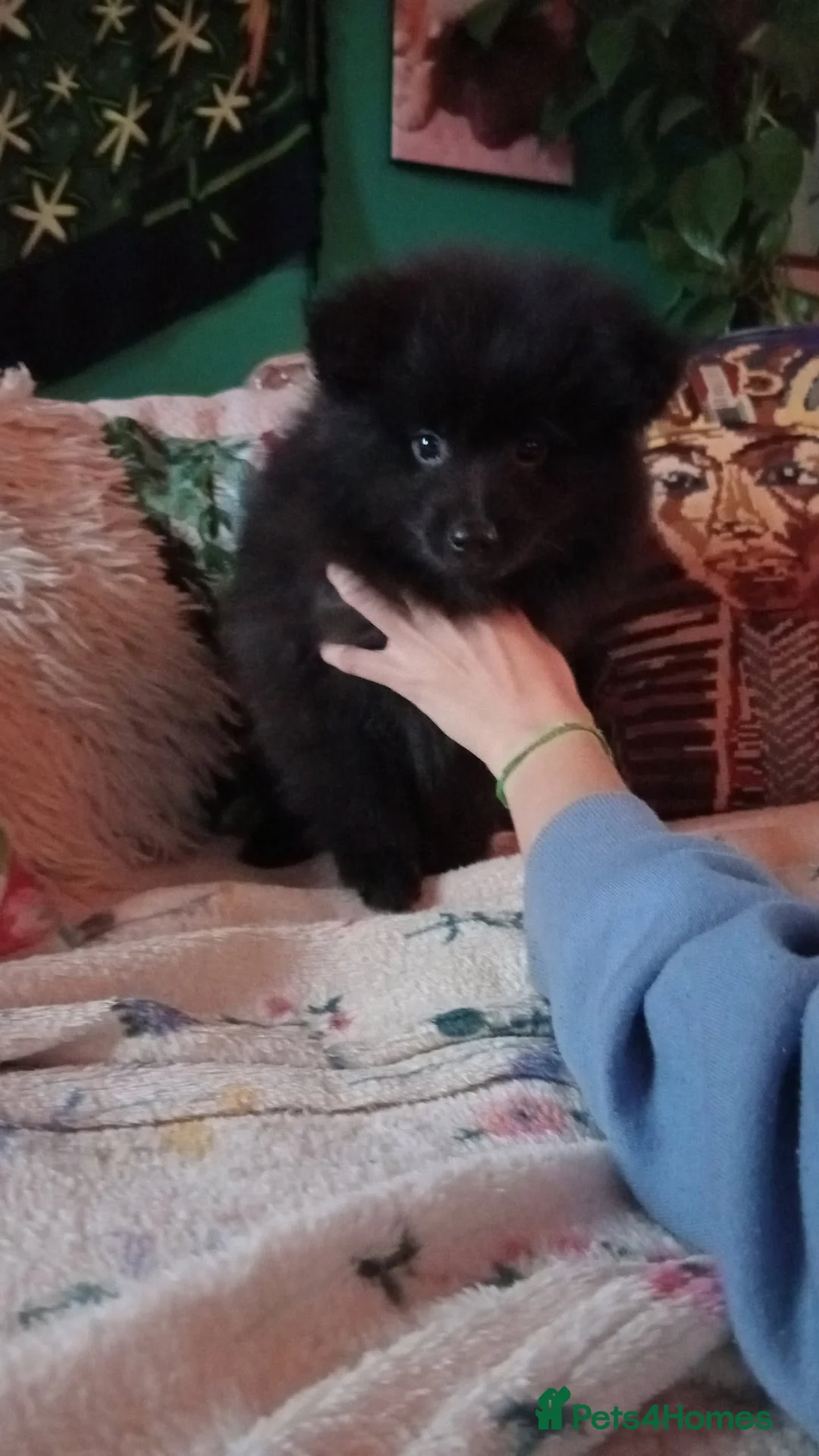 Pomeranian dogs for sale: Pomeranian fluffy bears 🐻  - Advert 9