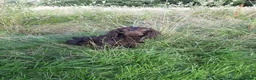 Cocker Spaniel dogs for stud: Proven Chocolate kc registered cocker spaniel - Advert 4