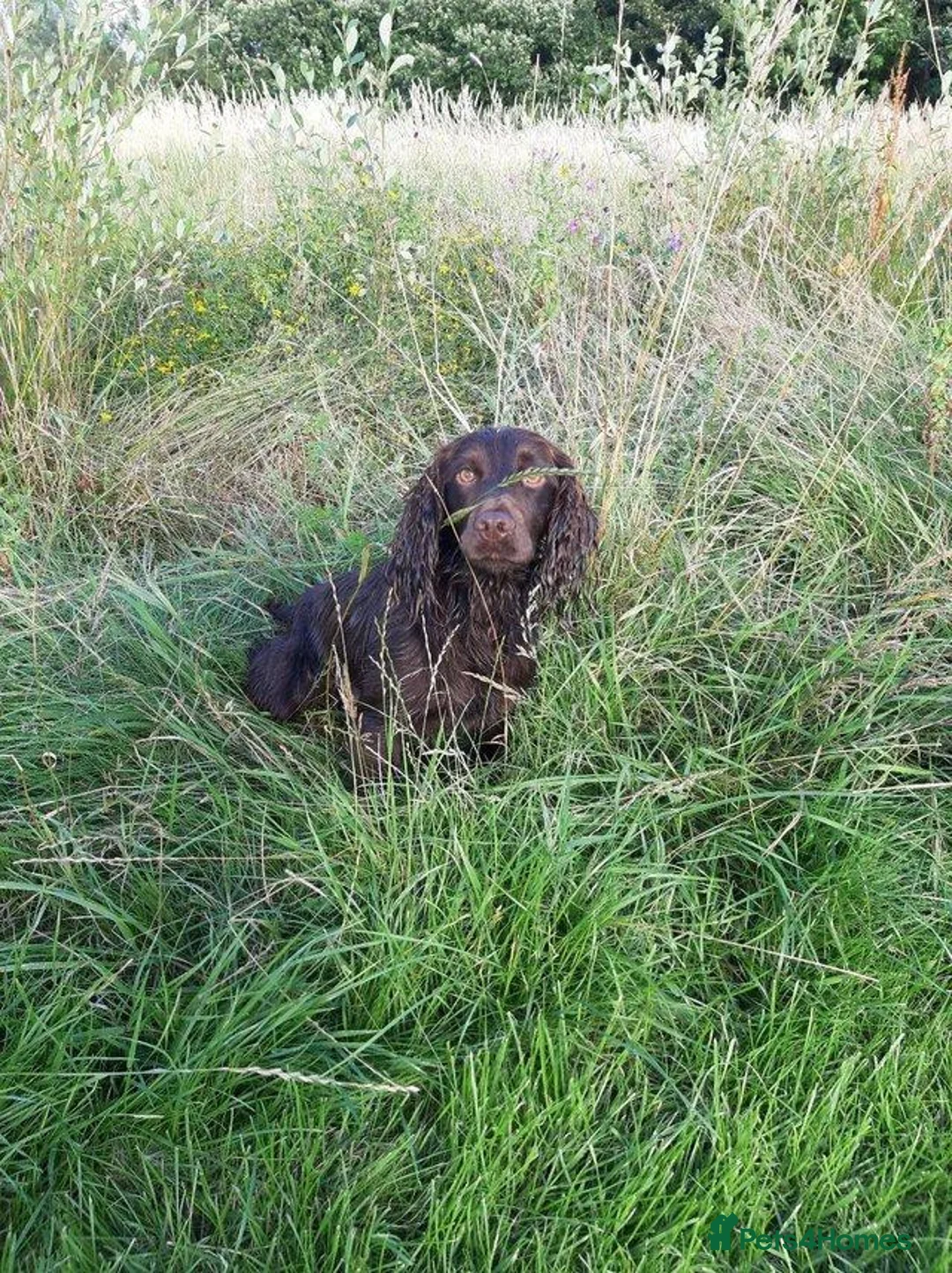 Cocker Spaniel dogs for stud: Proven Chocolate kc registered cocker spaniel - Advert 4