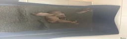 Sprocker dogs for sale: Sprocker spaniel puppies  in Atherstone - Advert 5