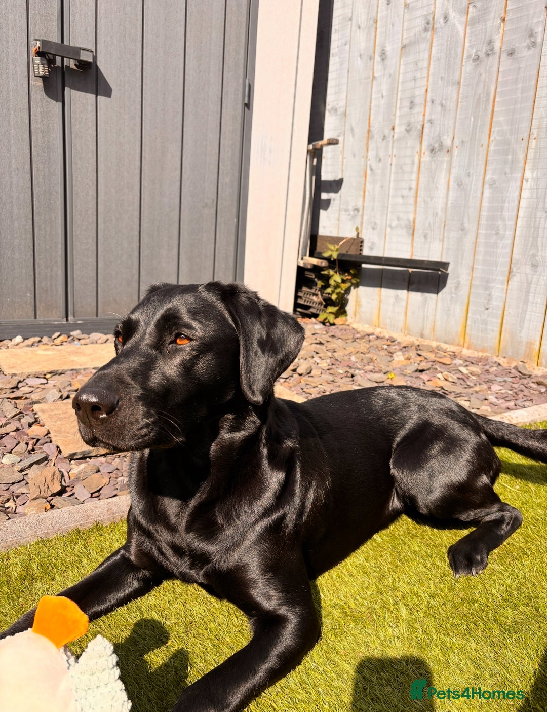 Labrador Retriever dogs for sale: Beautiful KC Labs / DRAKESHEAD - 1 BOY LEFT! - Advert 35