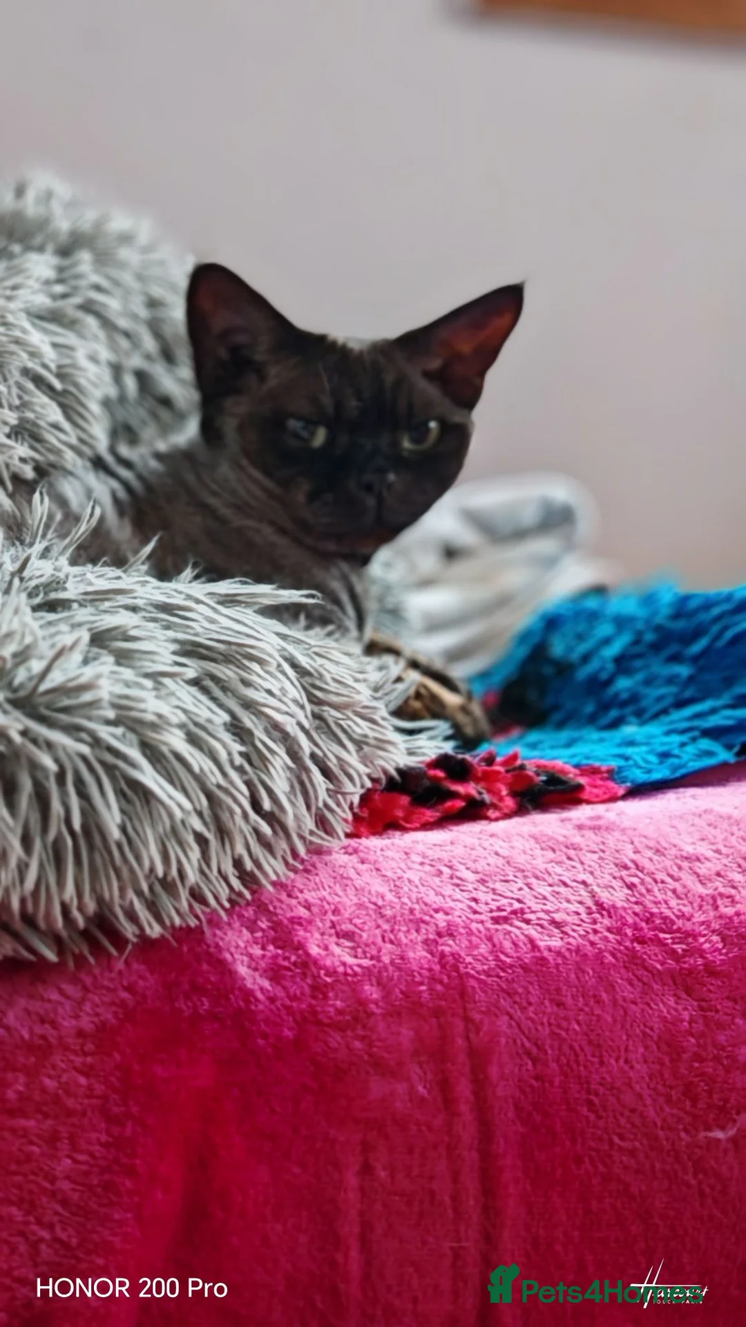 Devon Rex cats for sale: Devon Rex  - Advert 2