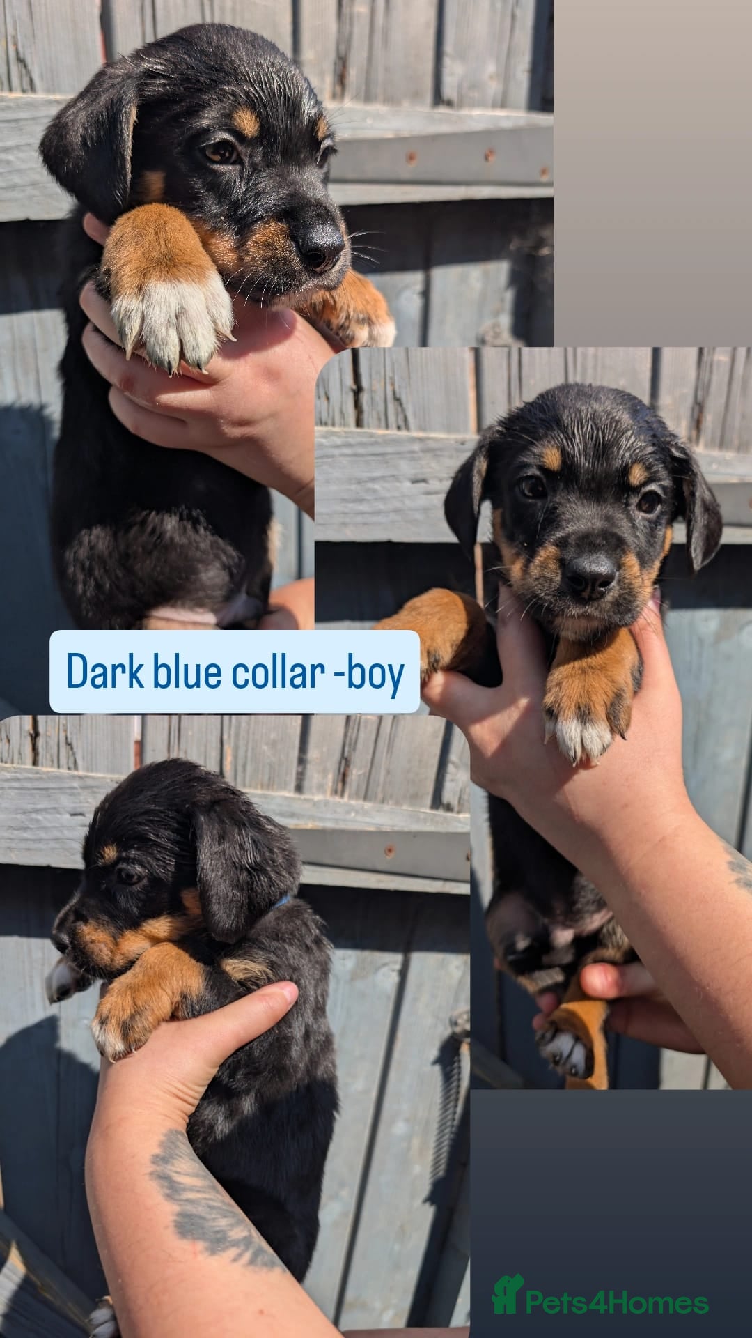 Mixed Breed dogs 🐾 Rottweiler Cross German shepmatian Pups - Advert 5