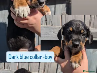 Mixed Breed dogs 🐾 Rottweiler Cross German shepmatian Pups - Advert 18