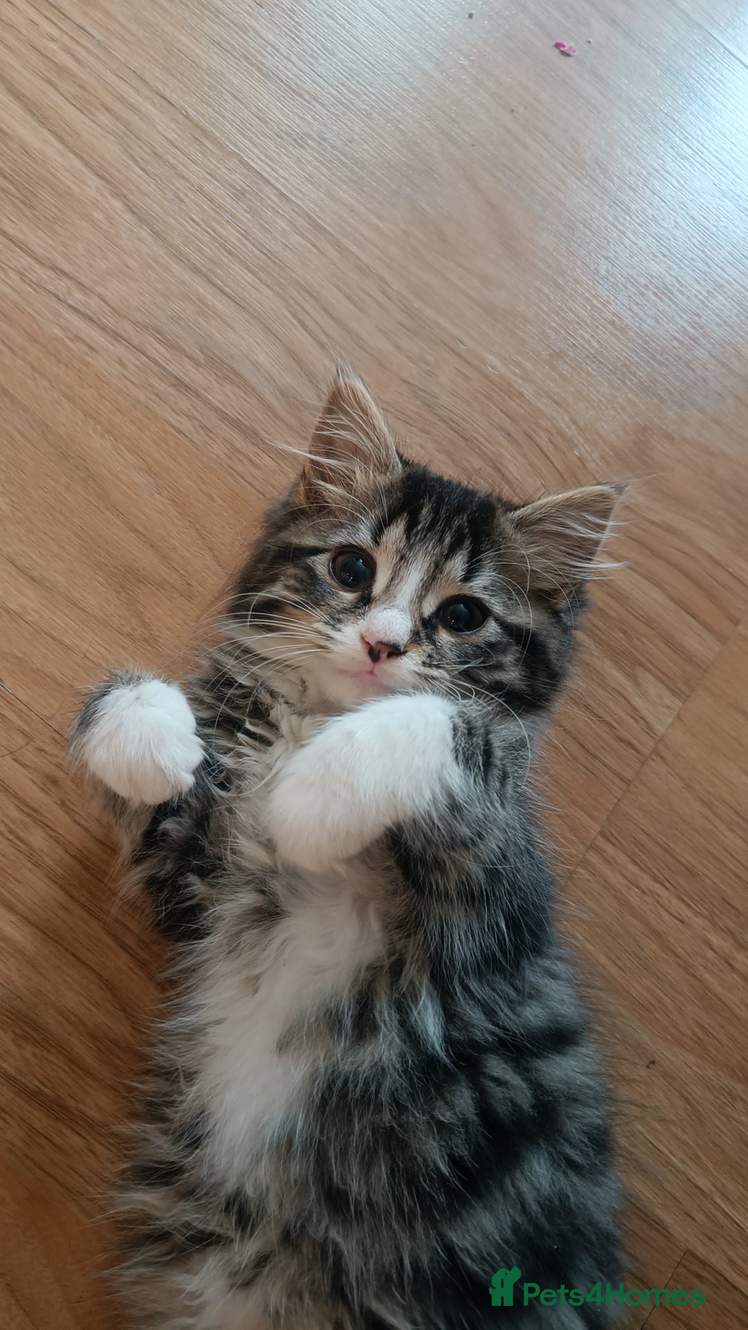 Mixed Breed cats for sale: Fluffy cute kittens available  - Image 6