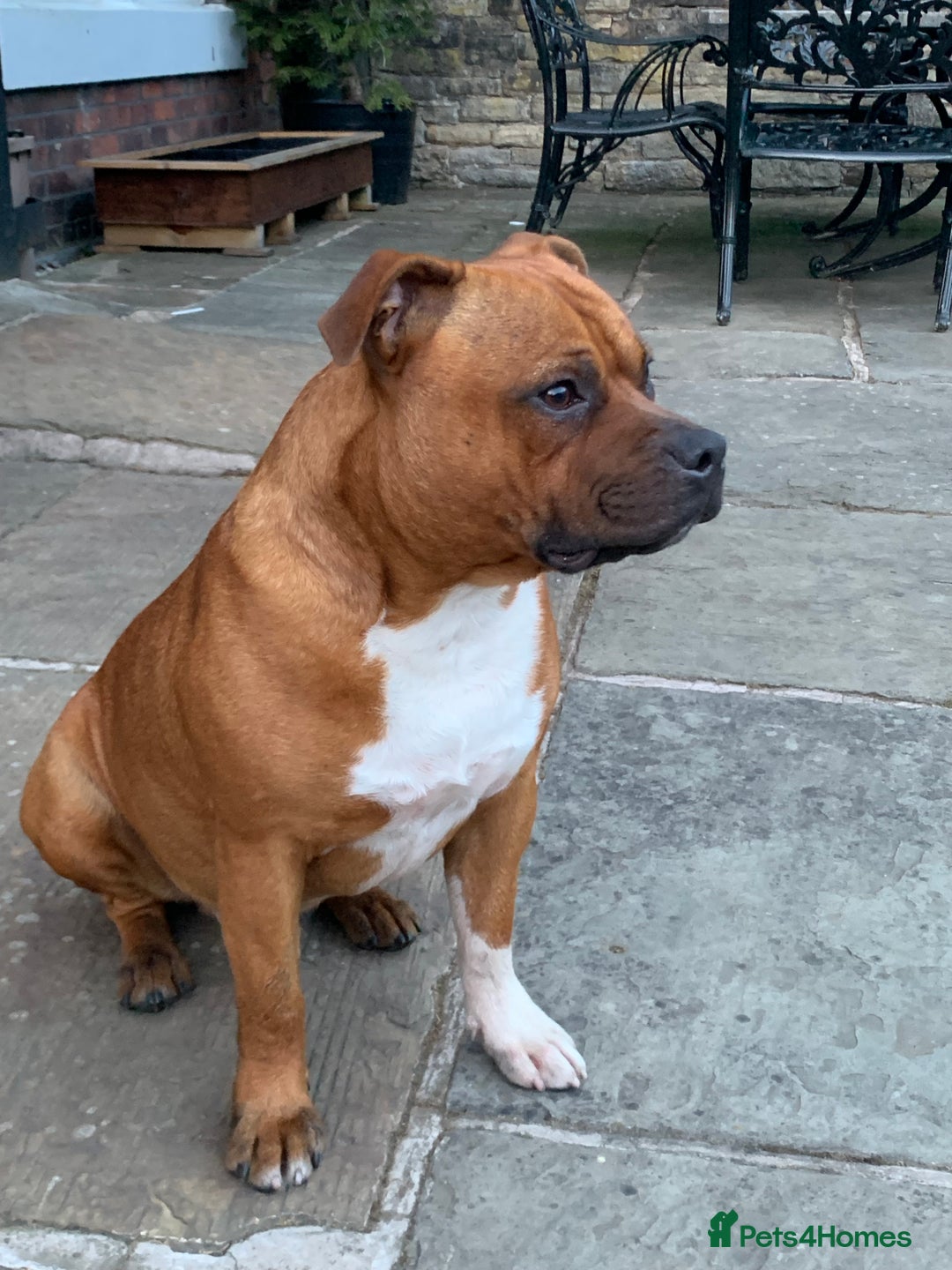 Staffordshire Bull Terrier dogs for sale: Stunning Red Staffy puppies KC top bloodlines - Image 38