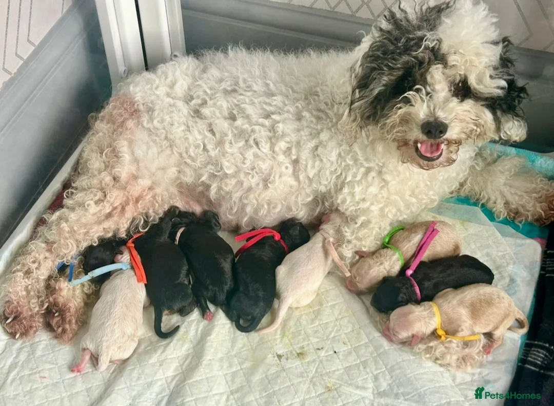 Maltipoo dogs for sale: Stunning litter of F1B Maltipoos !  - Advert 11