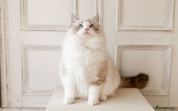 Ragdoll cats for sale: Best Ragdoll Bicolour and Lynx kittens in UK - Image 5