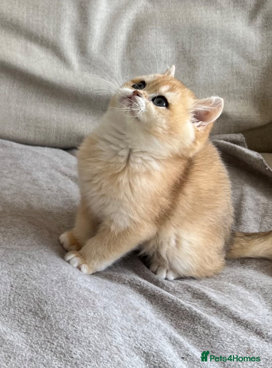 British Shorthair cats 🧸 NY12 Golden British Shorthair Boy 🧸 - Advert 2