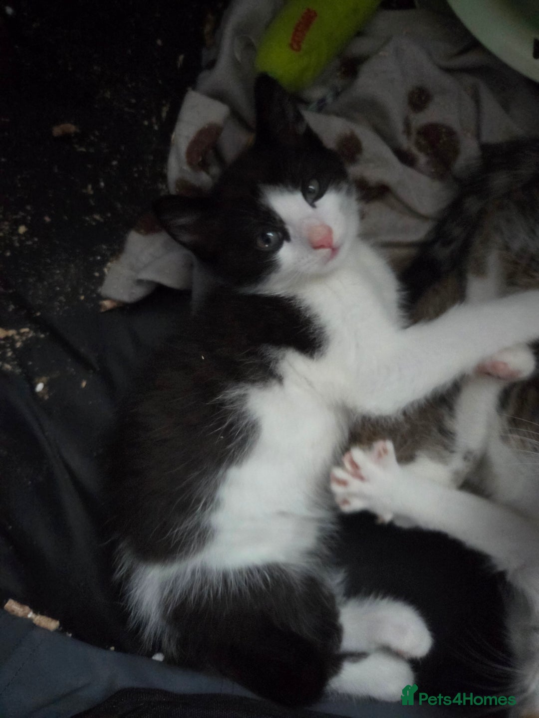 Ragdoll cats for sale: Stunning boy ready for new home next weekend  - Image 6