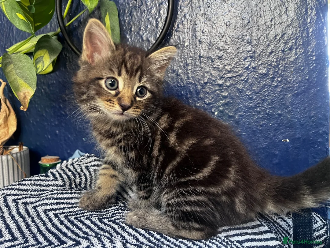 Mixed Breed cats for sale: Beautiful tabby and grey kittens  - Advert 5
