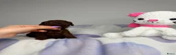 Toy Poodle dogs for sale: Asian Tiny teddy Poodles Boys and Girl  - Advert 27