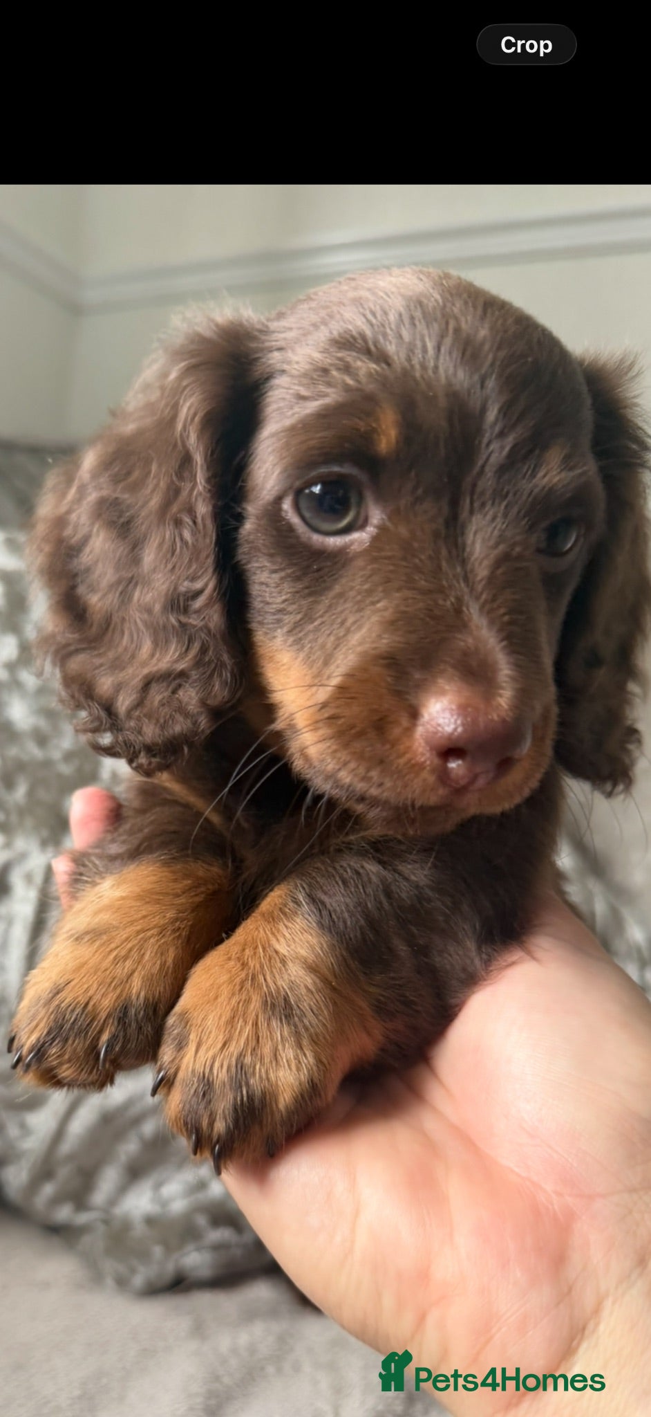 Dachshund dogs Miniature Dachshund Puppies  - Advert 1