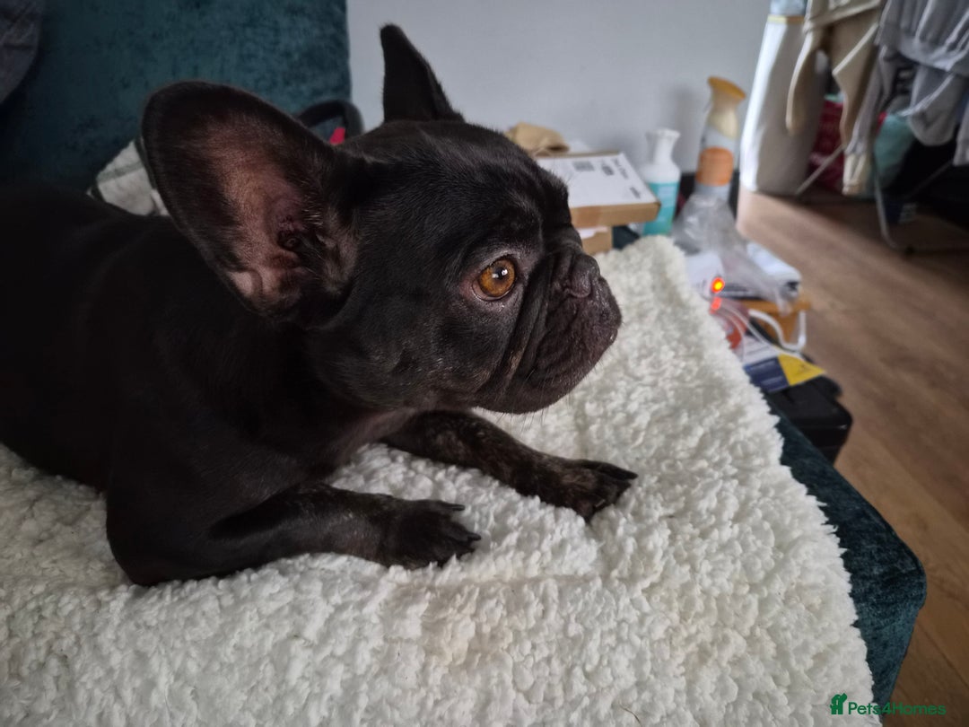 French Bulldog dogs for sale: FRENCH bulldog - Image 2