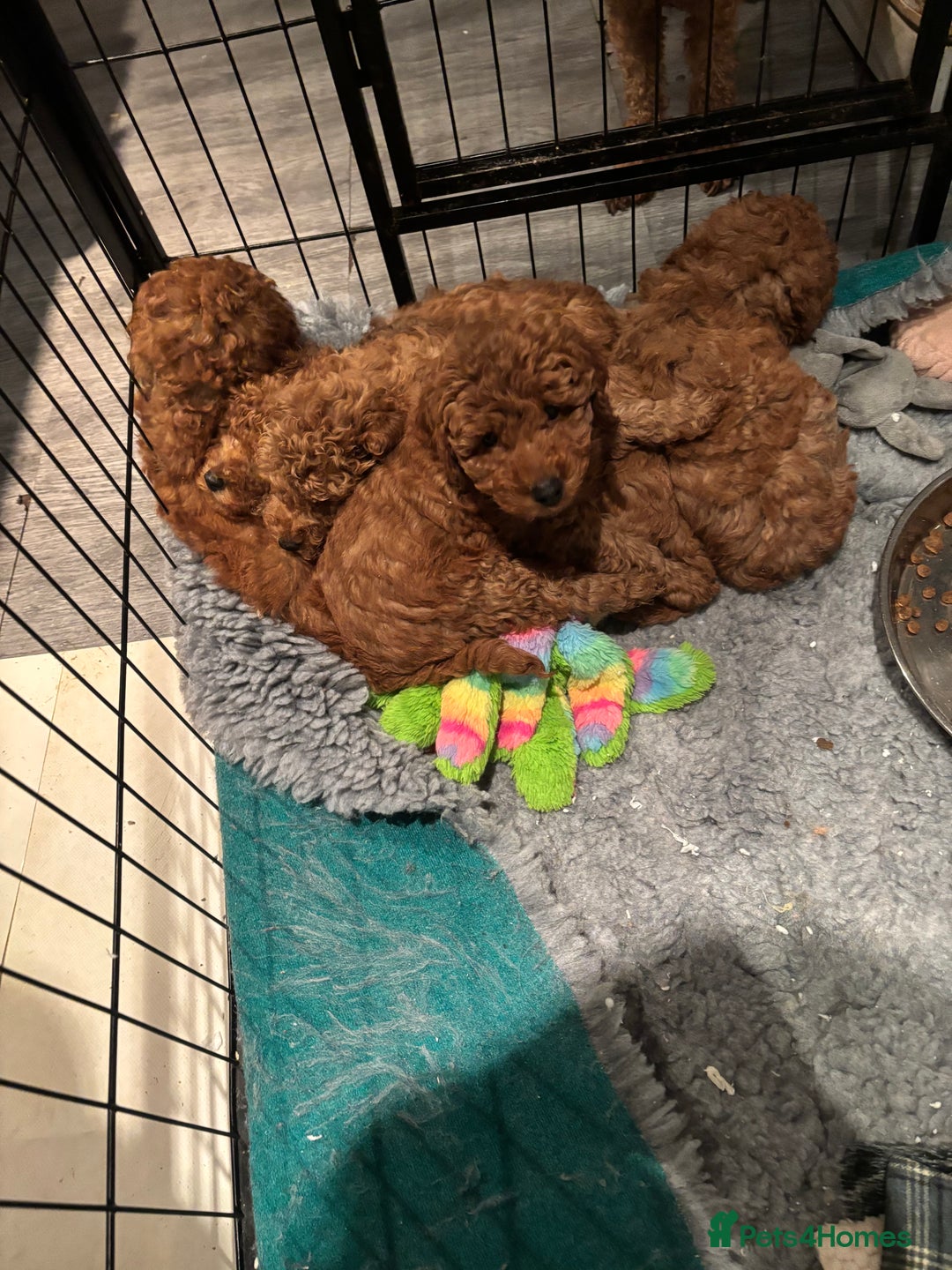 Miniature Poodle dogs for sale: KC Registered red miniature poodles  - Advert 2