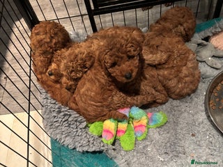 Miniature Poodle dogs KC Registered red miniature poodles - Advert 9