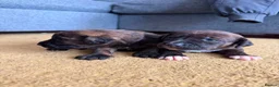 Staffordshire Bull Terrier dogs for sale: Blue American staffies - Advert 8