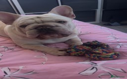 French Bulldog dogs for sale: Male French bulldog  - Image 4