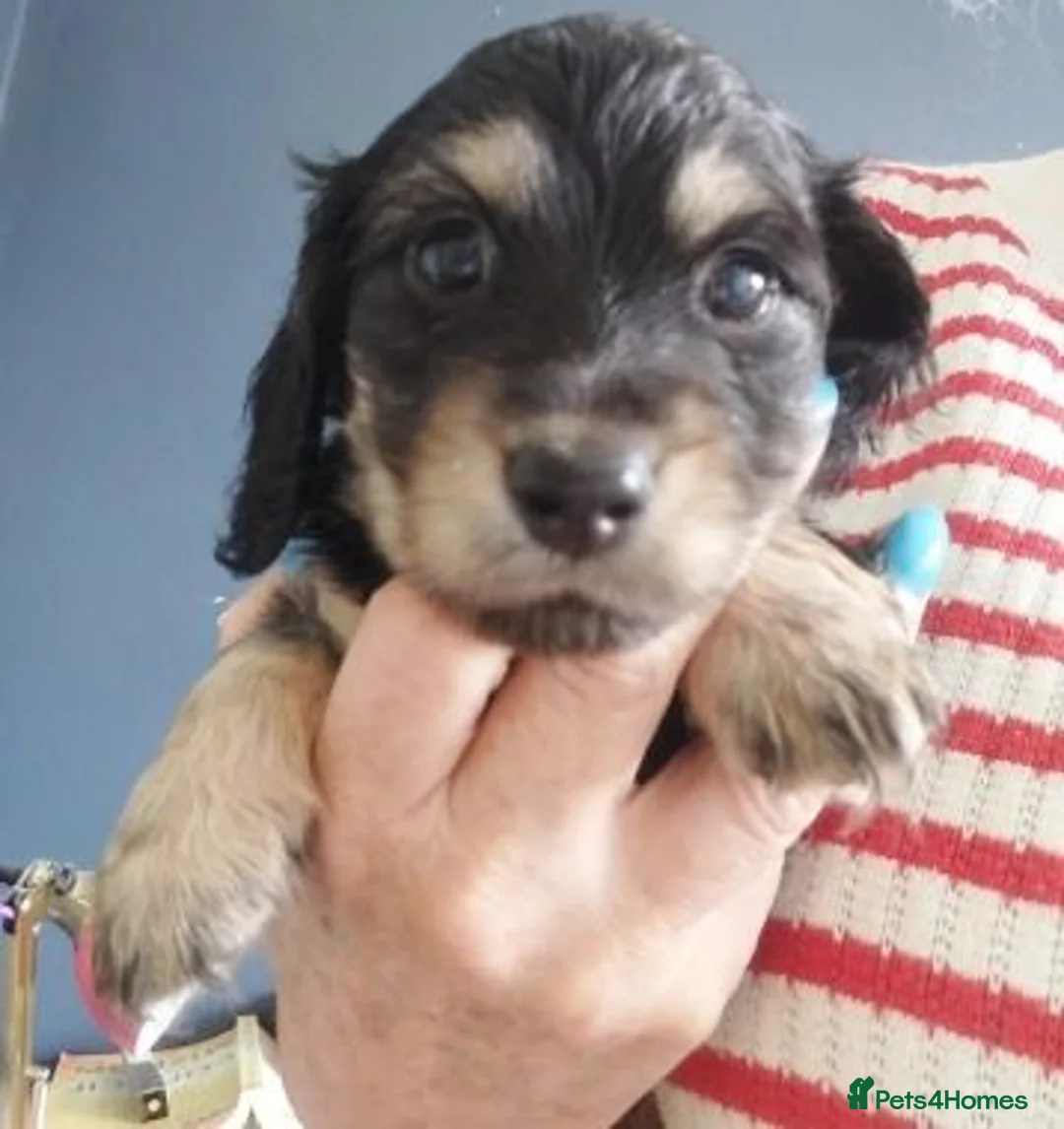 Miniature Dachshund dogs for sale: Top-Quality Miniature Dachshund Puppies - Advert 2