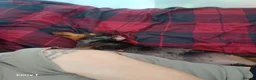 Dachshund dogs for sale: 2 female sister dachshunds  - Advert 2