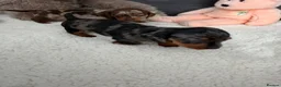 Miniature Dachshund dogs for sale: Miniature dachshund puppy’s  in Bournemouth - Advert 9