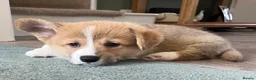 Welsh Corgi Pembroke dogs for sale: Welsh Pembroke Corgi - Advert 16