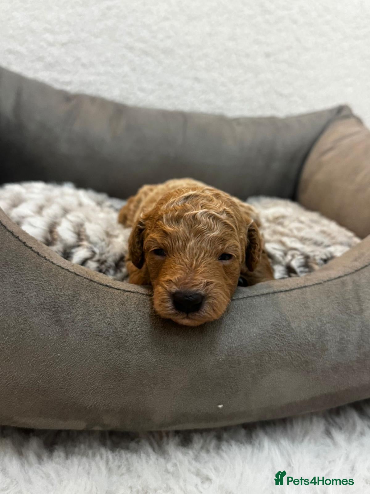 Toy Poodle dogs 🤎🐾 Beautiful Puppies Available 🤎🐾 - Advert 12