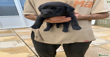 Labrador Retriever dogs - Advert 1
