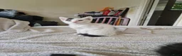 Mixed Breed cats for sale: Adorable kittens for sale  - Advert 34