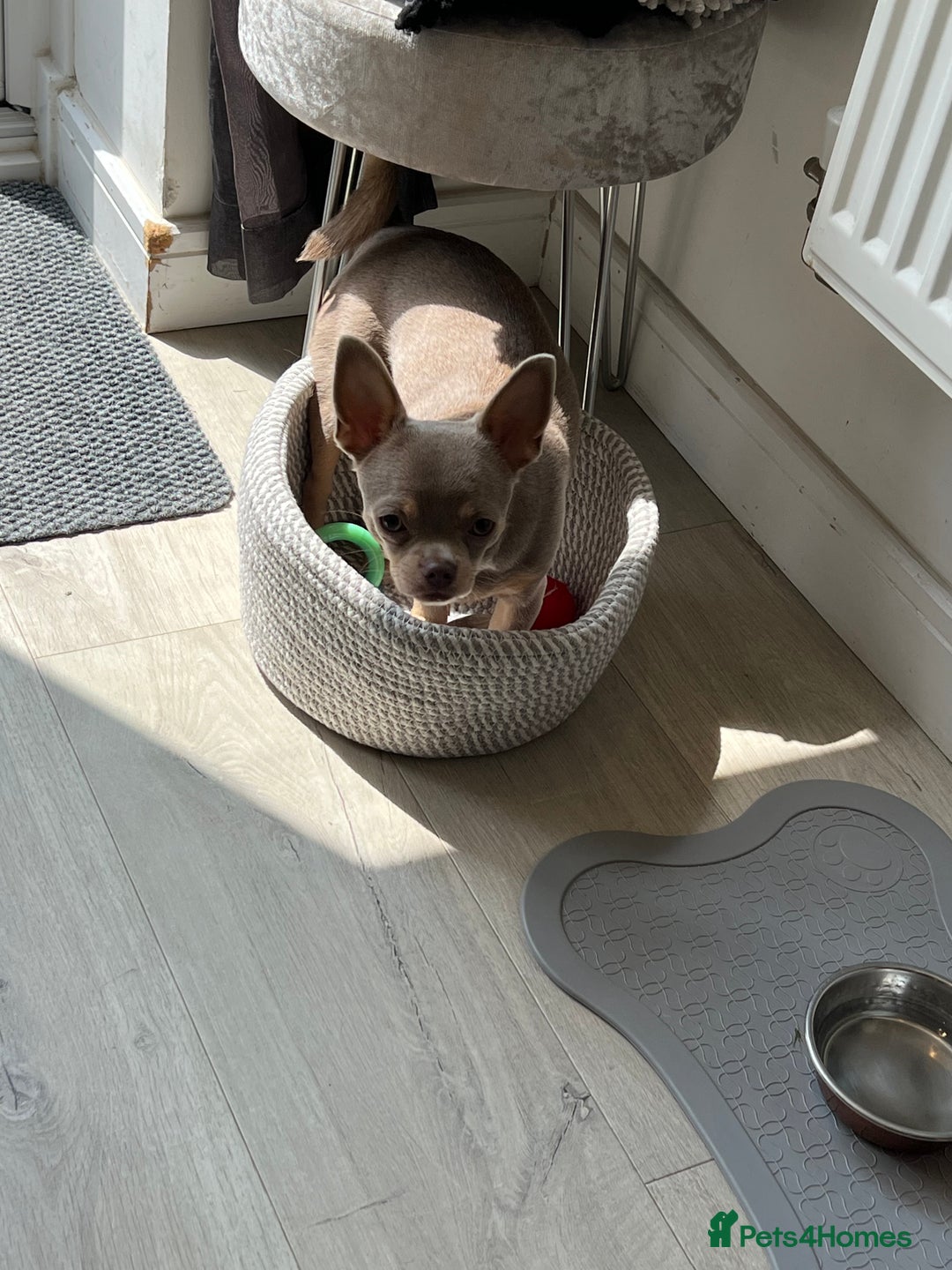Chihuahua dogs for sale: Rehoming 8 month old chihuahua puppy - Image 5