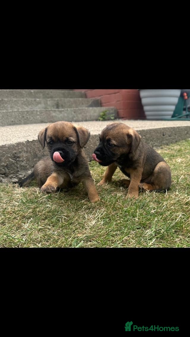 Border Terrier dogs Border terrier puppies  - Advert 2