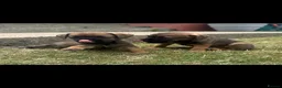 Border Terrier dogs for sale: Border terrier puppies  - Advert 2