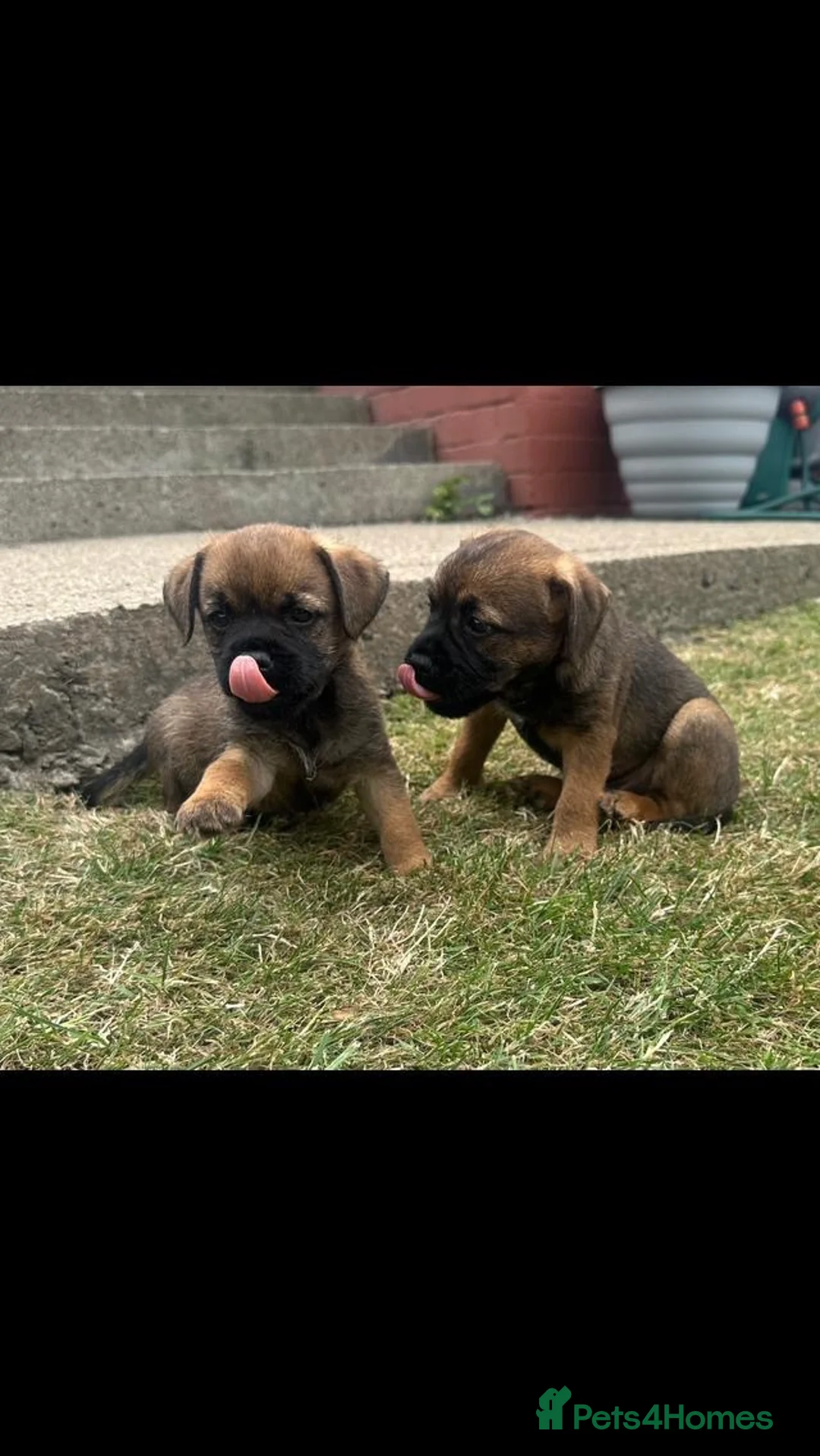 Border Terrier dogs for sale: Border terrier puppies  - Advert 2